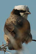 Southern White-crowned Shrike