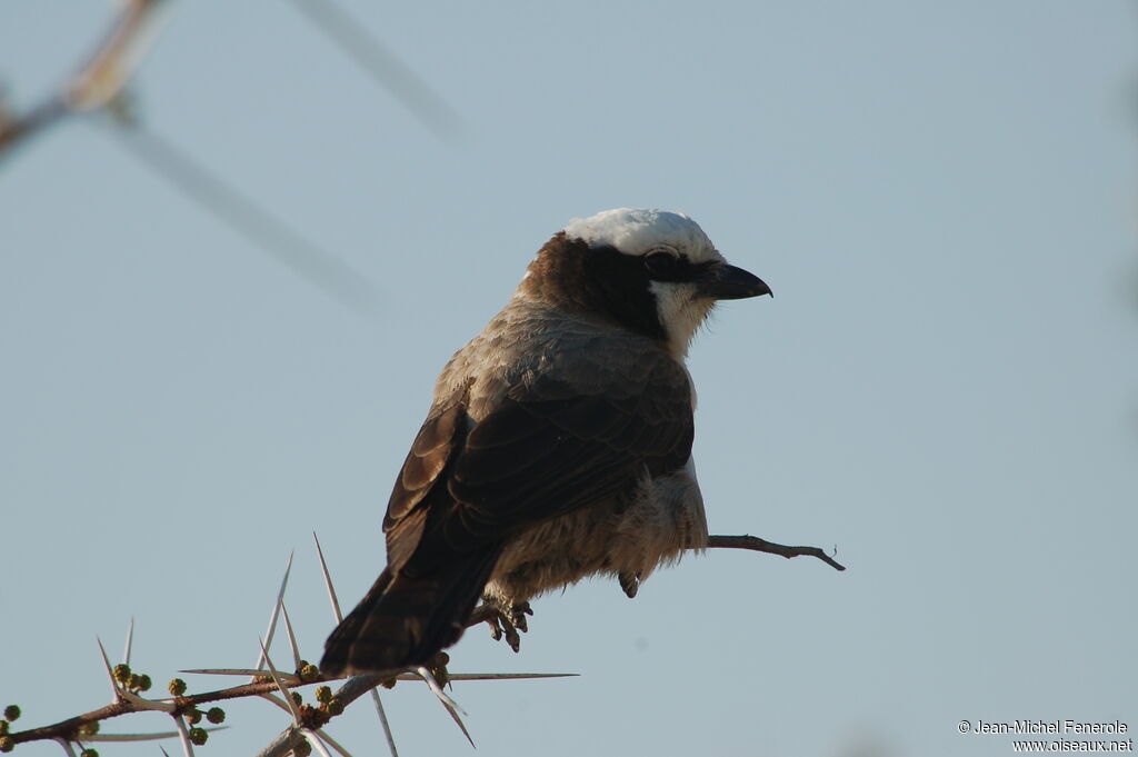 Southern White-crowned Shrike, identification