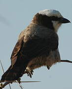 Southern White-crowned Shrike