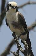 Northern White-crowned Shrike