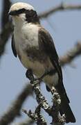 Northern White-crowned Shrike