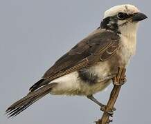 Northern White-crowned Shrike