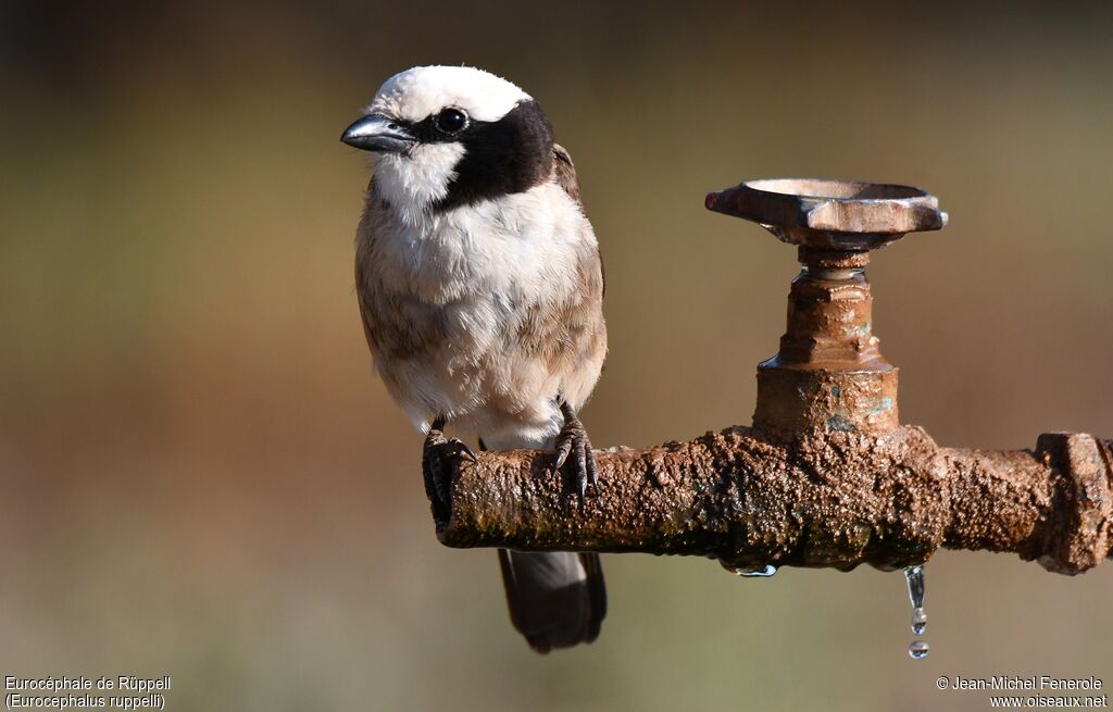 Northern White-crowned Shrike