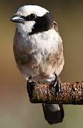 Northern White-crowned Shrike