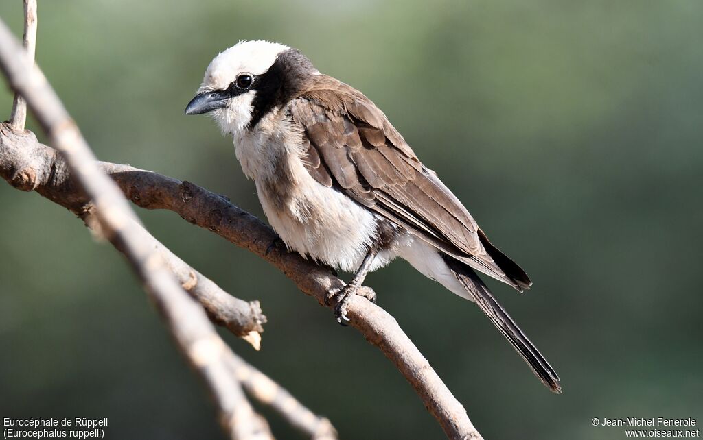 Northern White-crowned Shrike