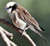 Northern White-crowned Shrike