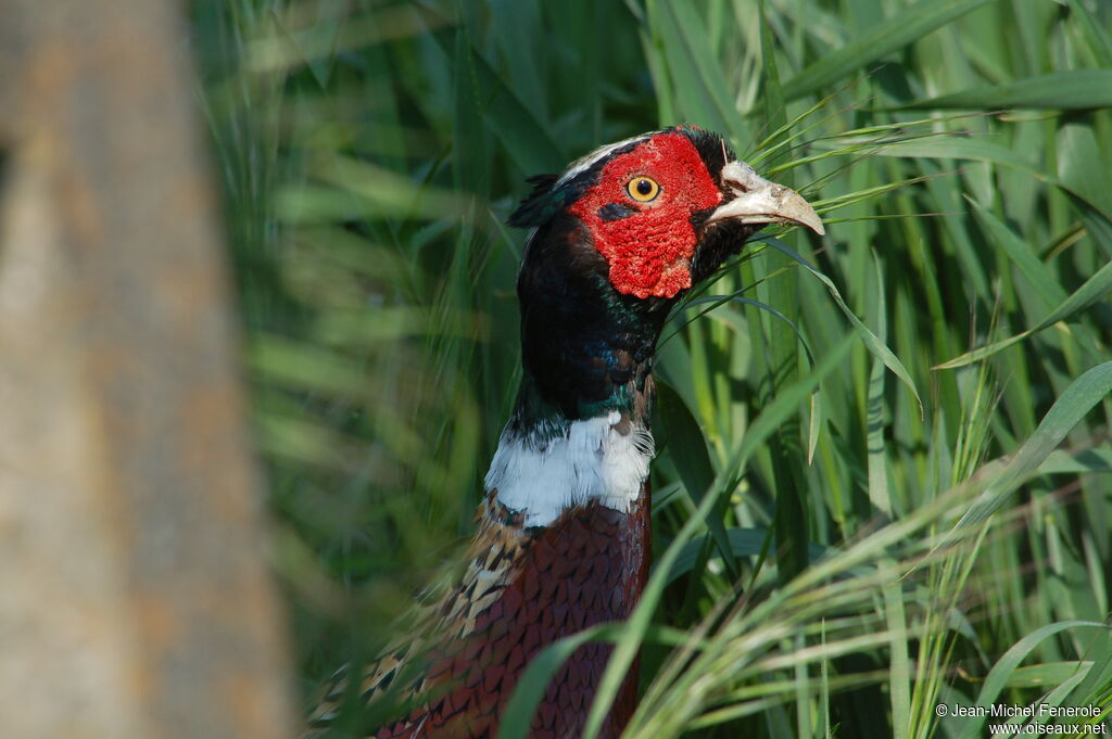 Common Pheasant