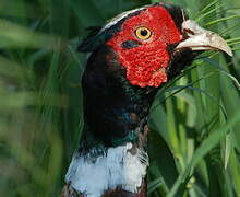 Common Pheasant