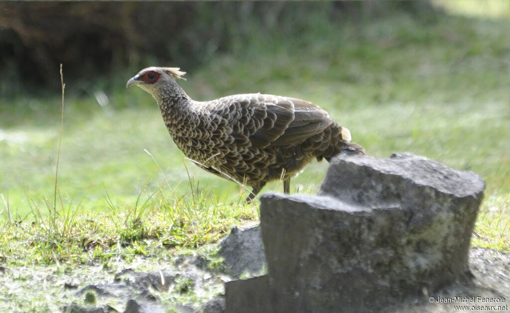 Kalij Pheasant