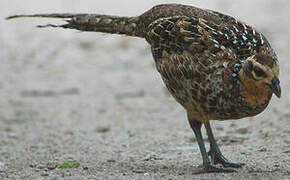 Reeves's Pheasant