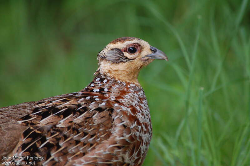 Reeves's Pheasant female adult, close-up portrait