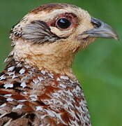 Reeves's Pheasant