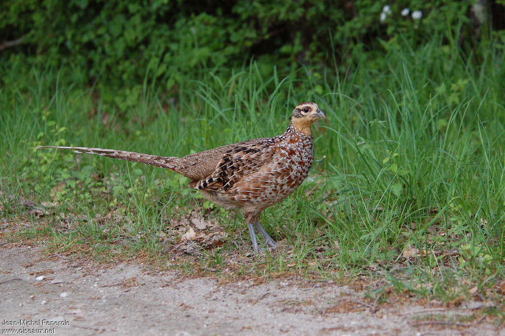 Faisan vénéré femelle adulte, identification