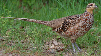 Reeves's Pheasant