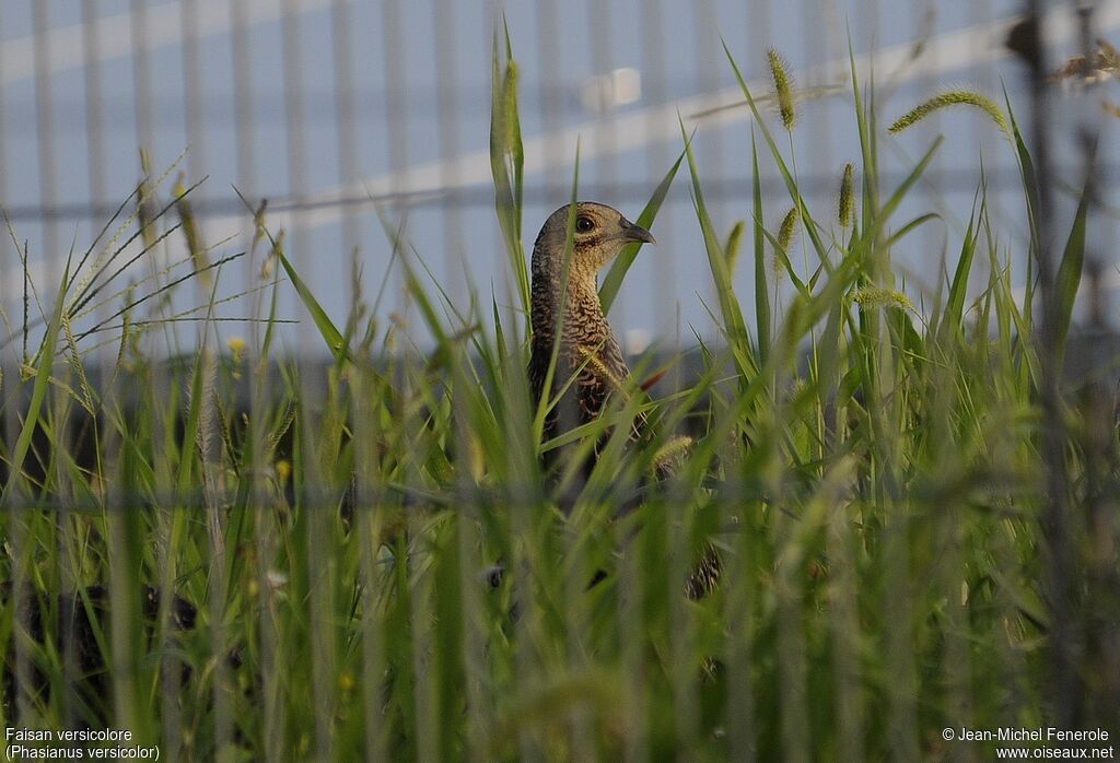 Green Pheasant