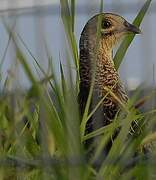 Green Pheasant