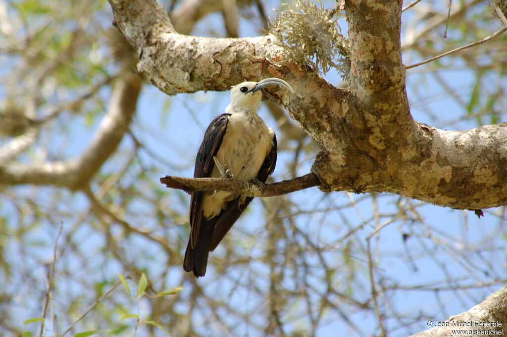 Sickle-billed Vanga