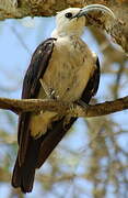 Sickle-billed Vanga