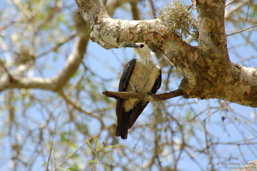 Sickle-billed Vanga