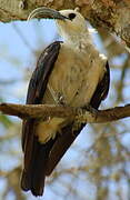 Sickle-billed Vanga