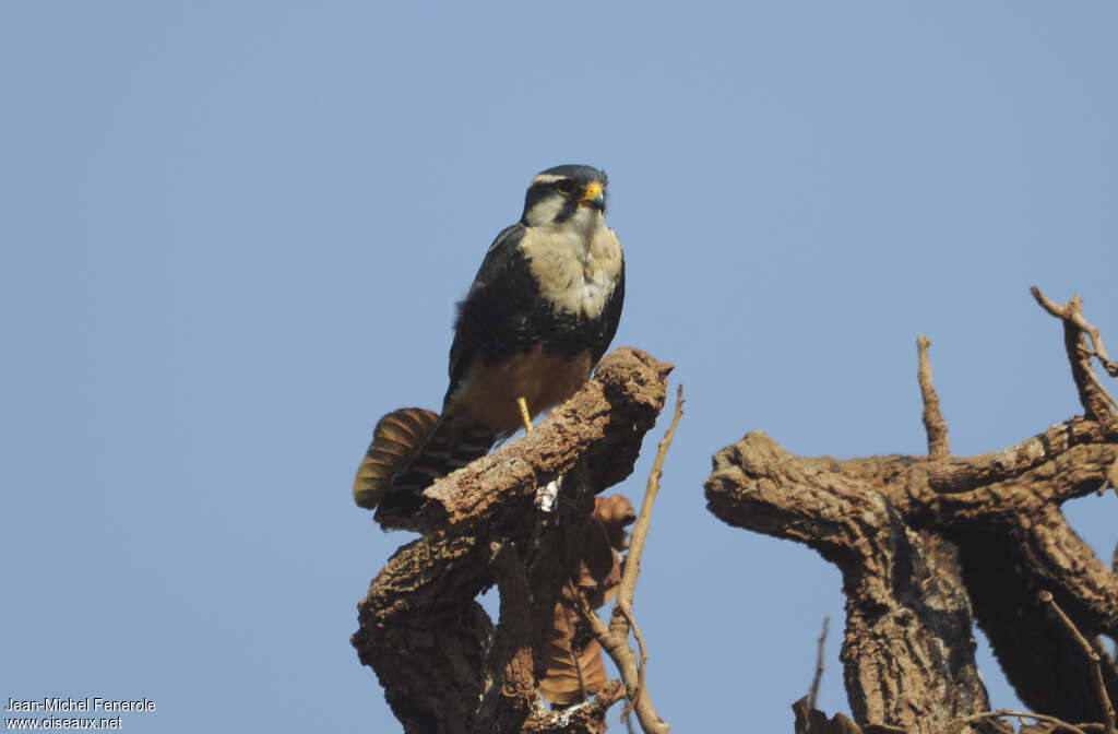 Aplomado Falconadult, pigmentation