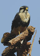 Aplomado Falcon