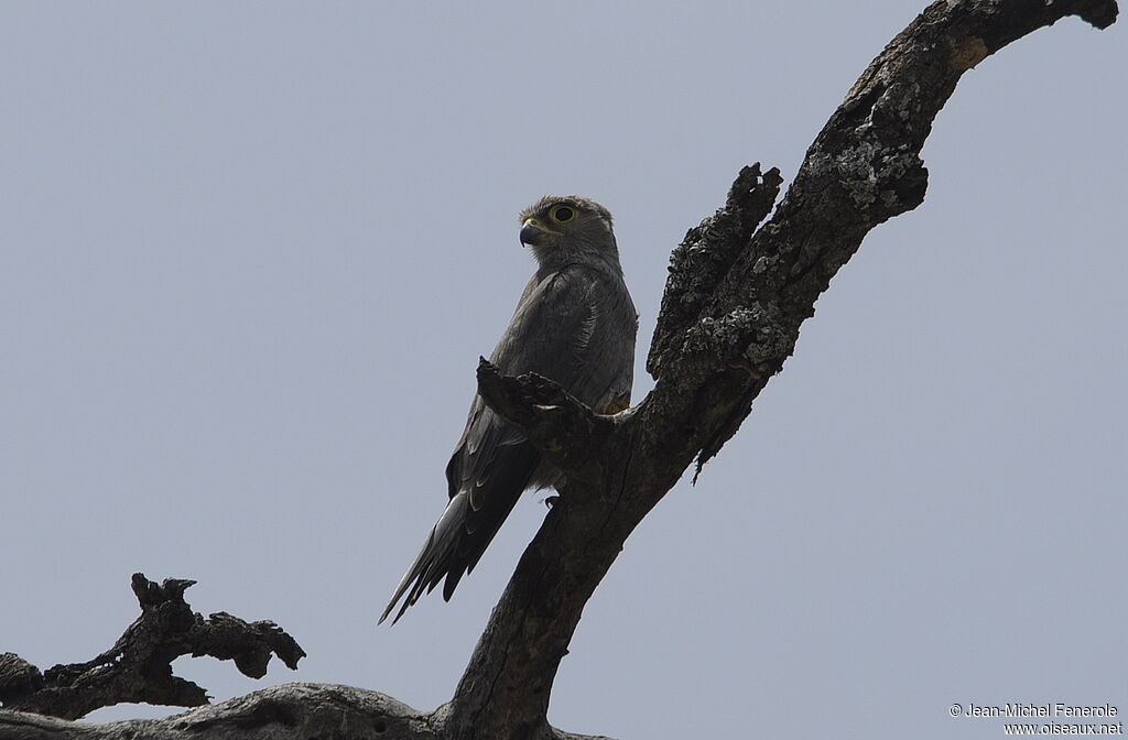 Grey Kestrel