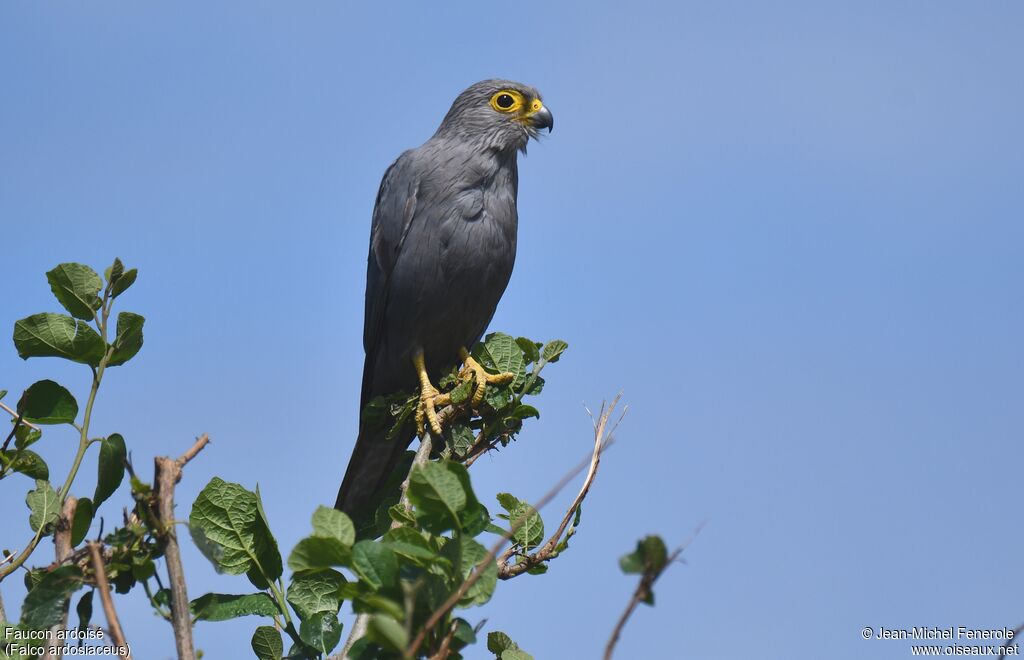 Grey Kestrel