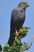 Grey Kestrel