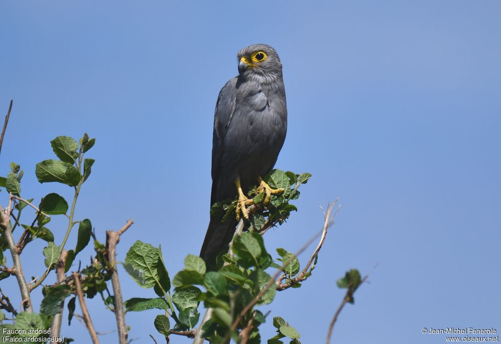 Grey Kestrel