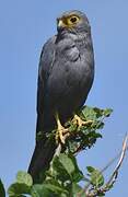 Grey Kestrel