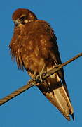 Brown Falcon