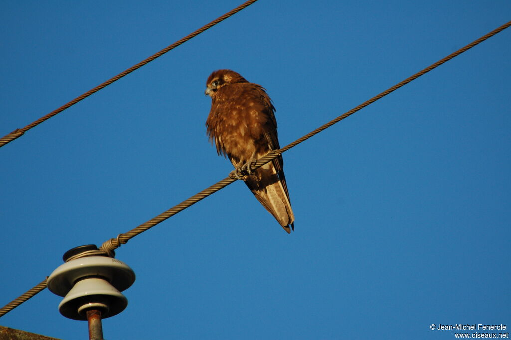 Brown Falcon