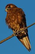 Brown Falcon