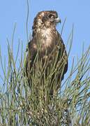 Brown Falcon