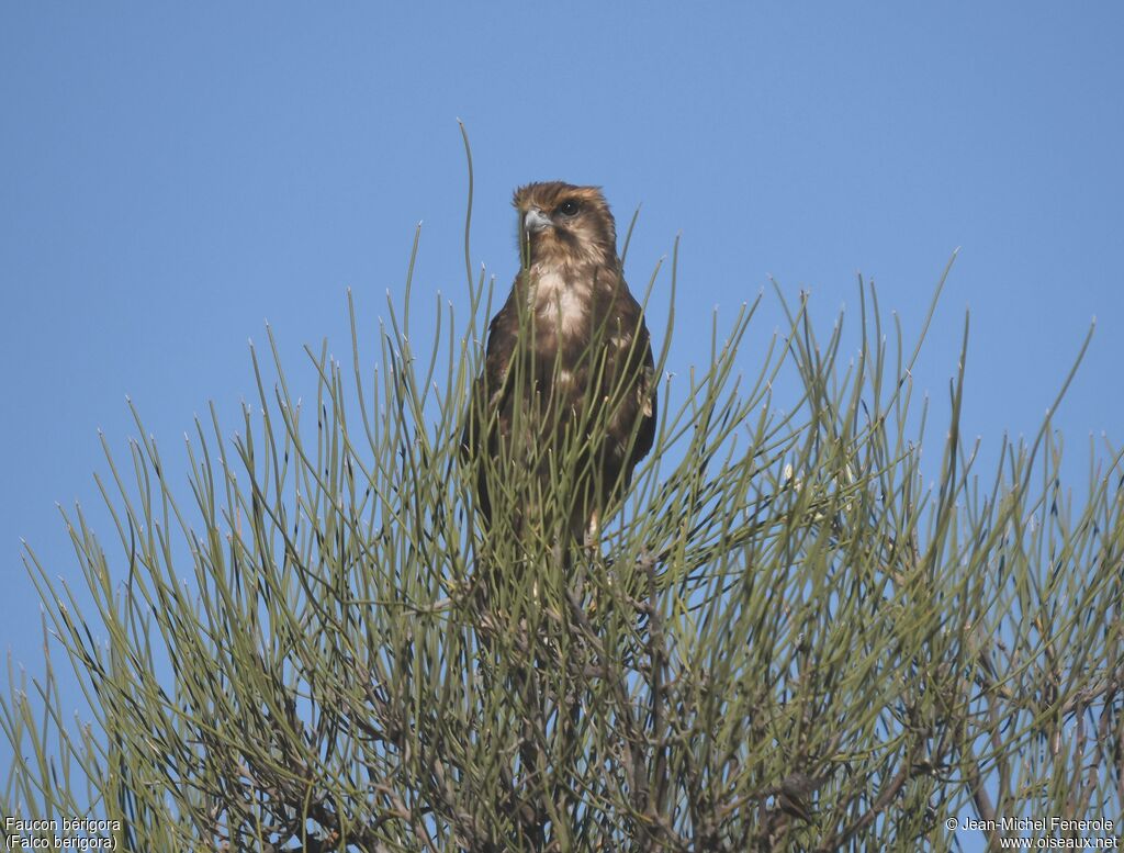 Brown Falcon