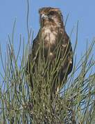 Brown Falcon