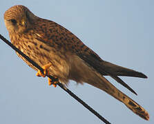 Common Kestrel