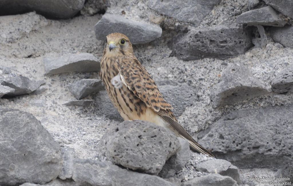 Common Kestrel