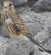 Common Kestrel