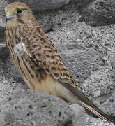 Common Kestrel