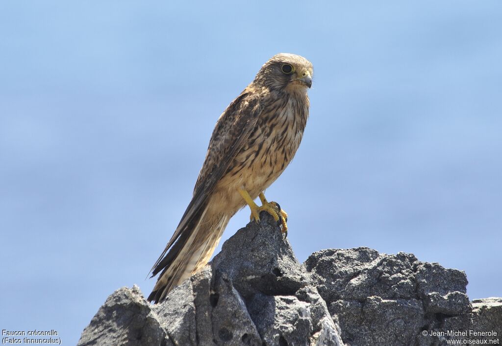 Common Kestrel