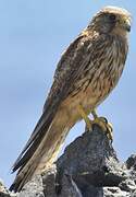 Common Kestrel