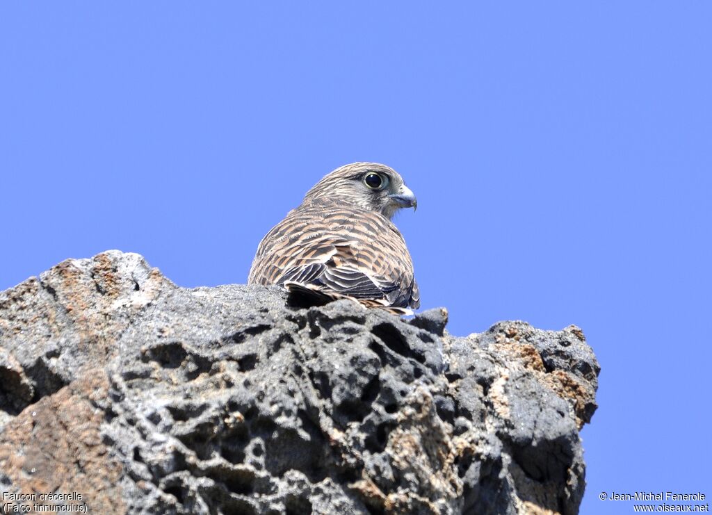 Common Kestrel