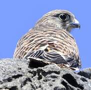 Common Kestrel