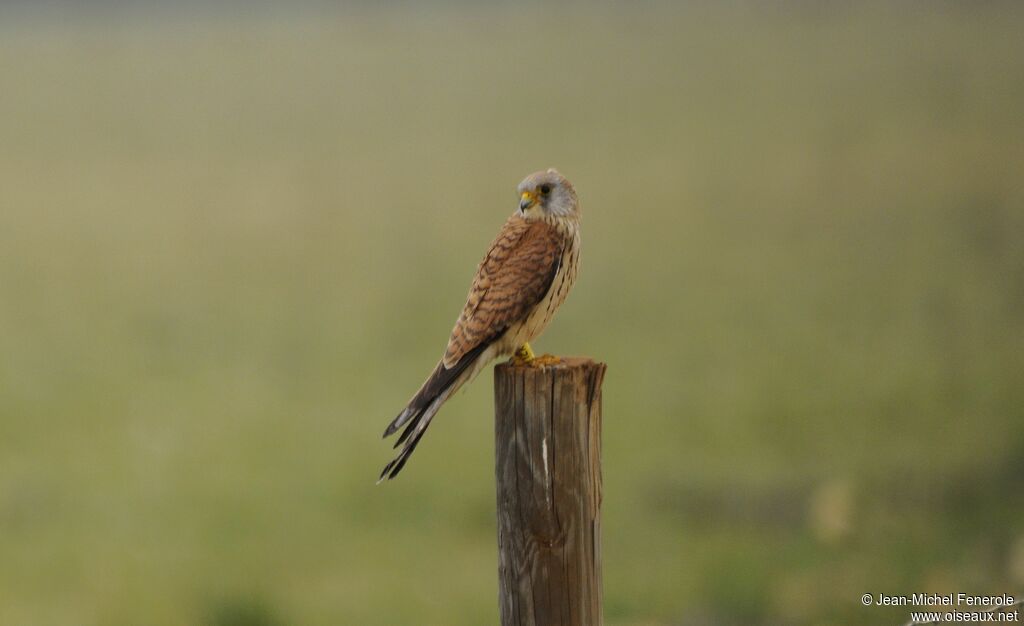 Lesser Kestrel