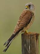 Lesser Kestrel