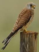 Lesser Kestrel