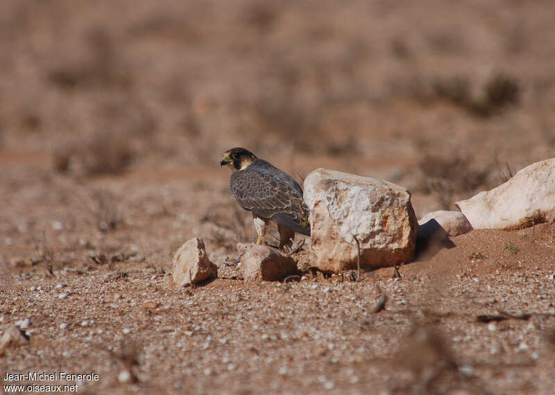 Peregrine Falcon (pelegrinoides)adult, habitat