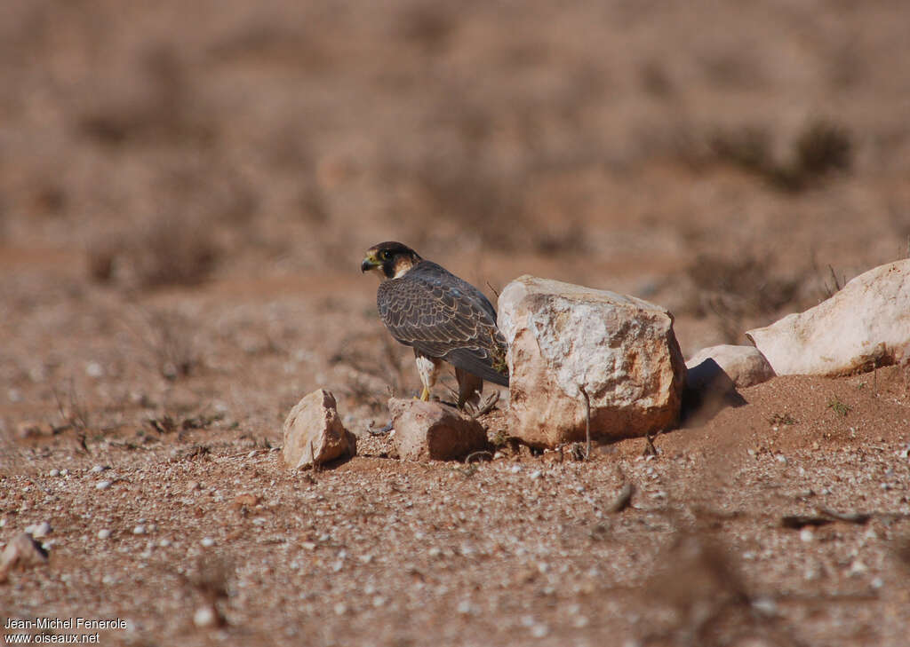 Faucon de Barbarieadulte, habitat